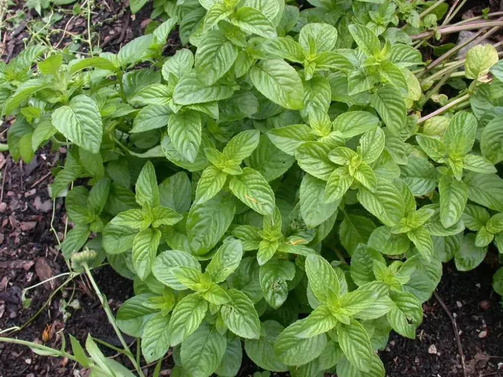 Mentha piperita 'Lemon' (Citroenmunt)