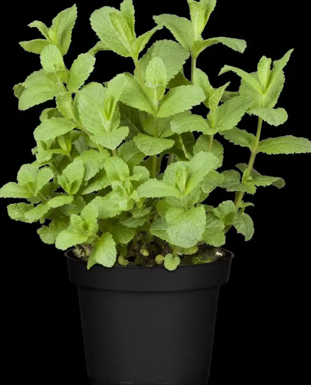 Mentha piperita 'Lemon' (Citroenmunt)