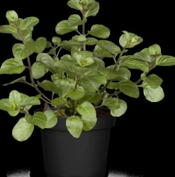 Mentha piperita 'Lemon' (Citroenmunt)