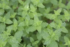 Mentha piperita 'Lemon' (Citroenmunt)