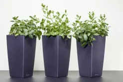 Mentha piperita 'Lemon' (Citroenmunt)