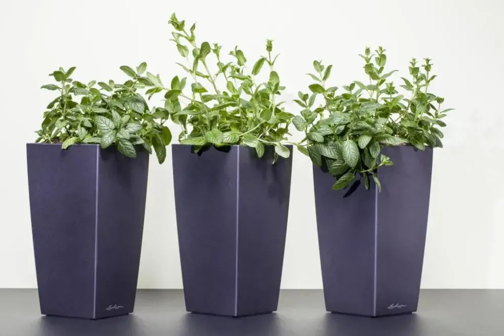 Mentha piperita 'Lemon' (Citroenmunt)