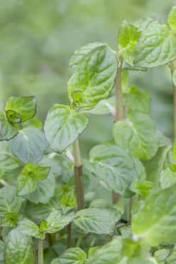 Mentha piperita 'Lemon' (Citroenmunt)