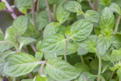 Mentha piperita 'Lemon' (Citroenmunt)