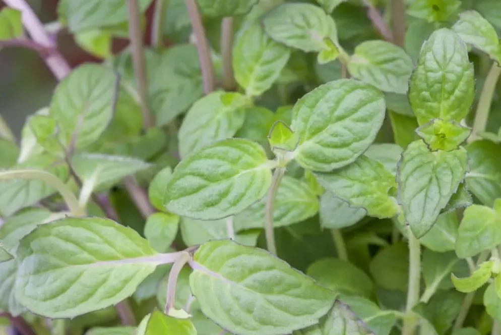 Mentha piperita 'Lemon' (Citroenmunt)