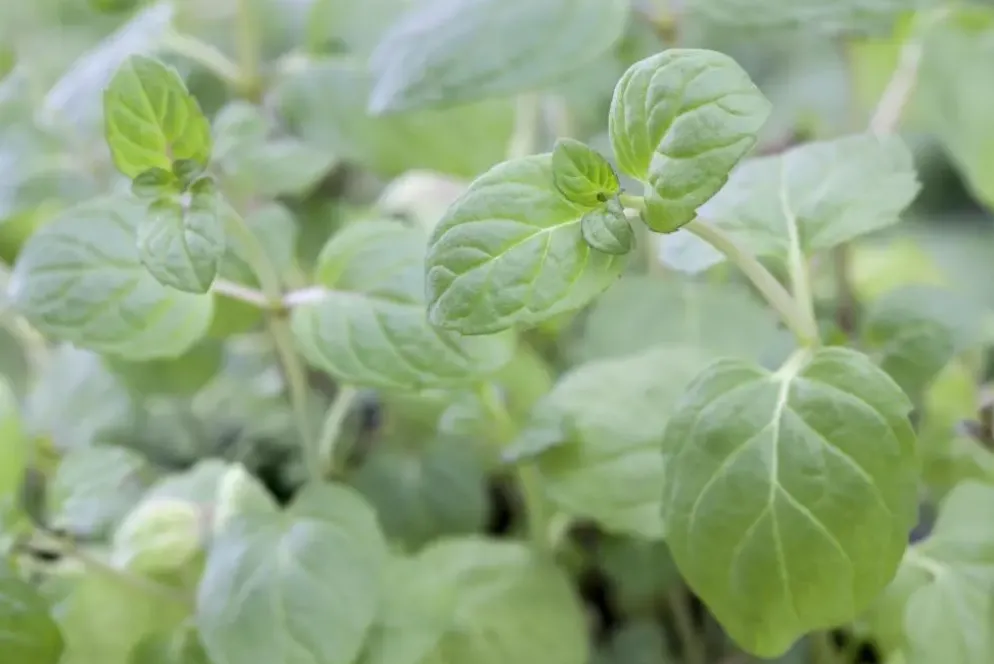 Mentha piperita 'Lemon' (Citroenmunt)