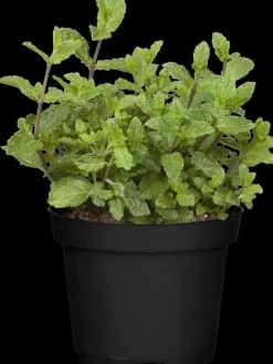 Mentha piperita 'Lemon' (Citroenmunt)