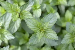 Mentha piperita 'Lemon' (Citroenmunt)
