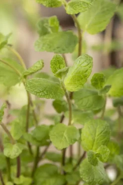 Mentha piperita 'Lemon' (Citroenmunt)