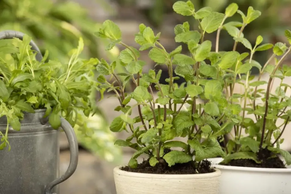 Mentha piperita 'Lemon' (Citroenmunt)
