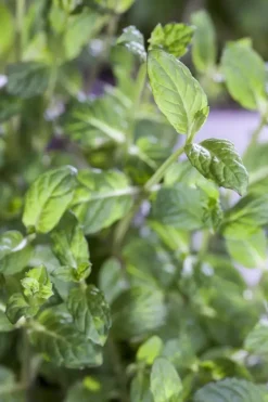Mentha piperita 'Lemon' (Citroenmunt)