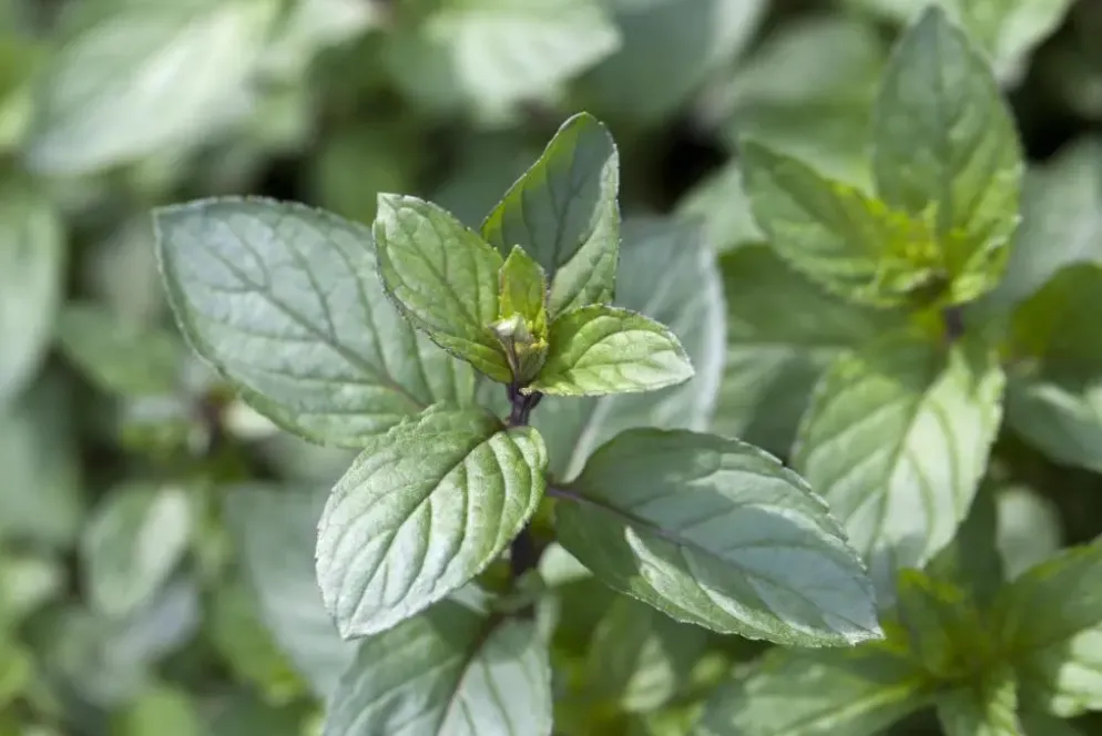 Mentha piperita 'Lemon' (Citroenmunt)
