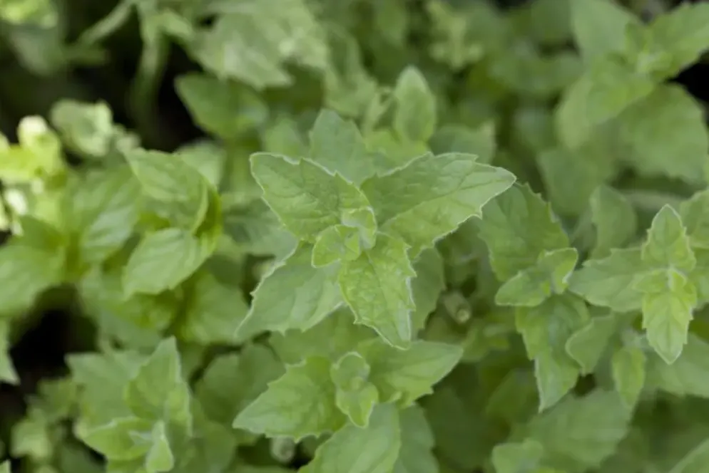 Mentha piperita 'Lemon' (Citroenmunt)