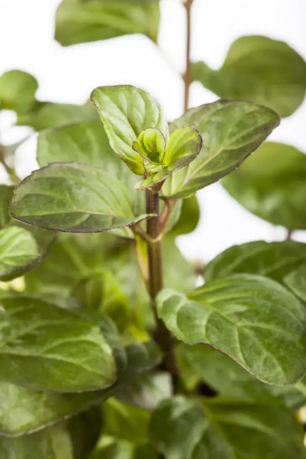 Mentha piperita 'Lemon' (Citroenmunt)