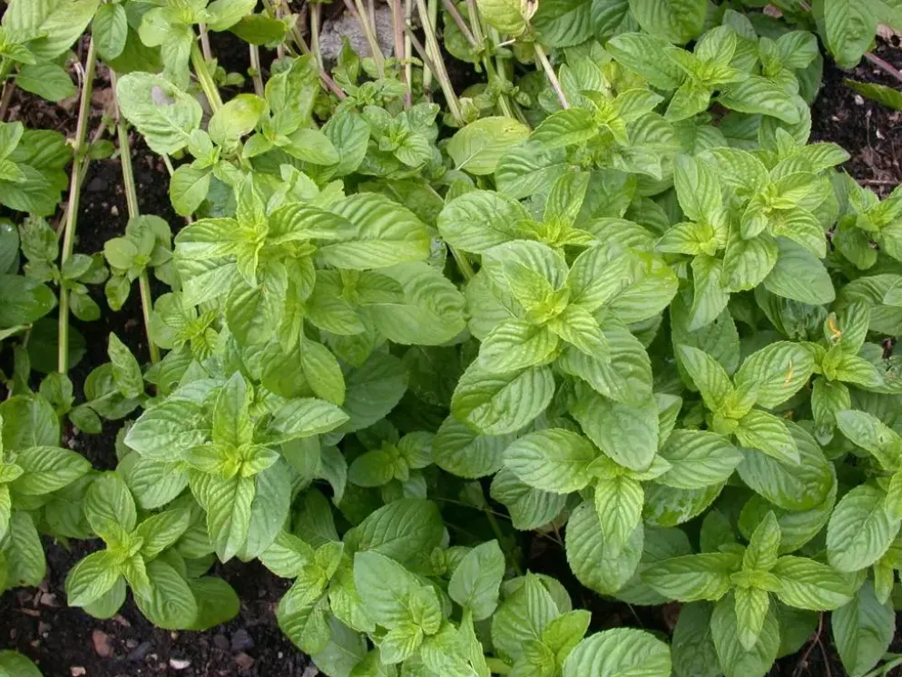 Mentha piperita 'Lemon' (Citroenmunt)
