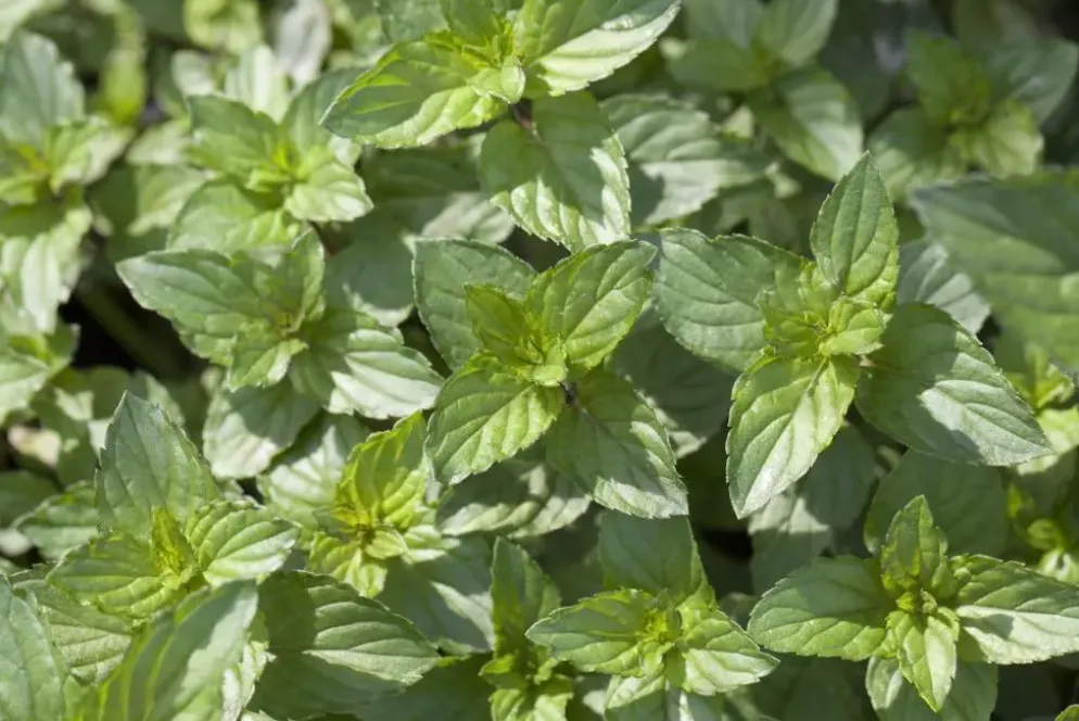 Mentha piperita 'Lemon' (Citroenmunt)