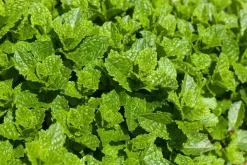 Mentha spicata 'Moroccan' (Marokkaanse munt)