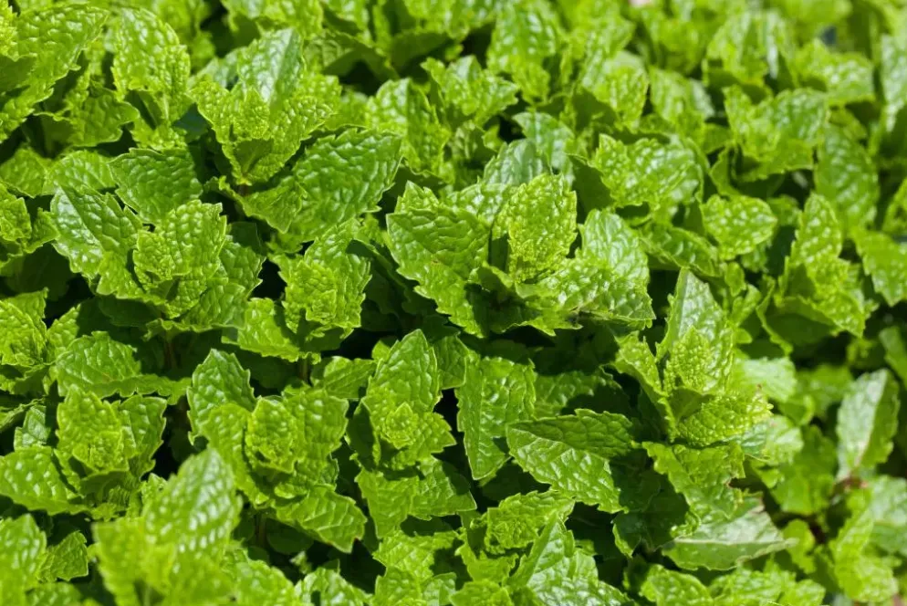 Mentha spicata 'Moroccan' (Marokkaanse munt)