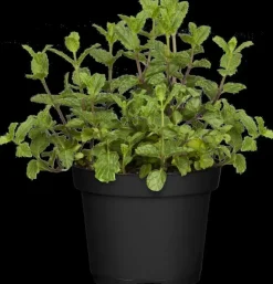 Mentha spicata 'Moroccan' (Marokkaanse munt)