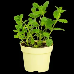 Mentha spicata 'Moroccan' (Marokkaanse munt)