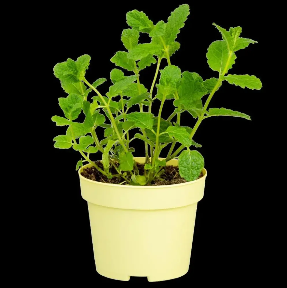 Mentha spicata 'Moroccan' (Marokkaanse munt)