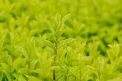 Mentha spicata 'Moroccan' (Marokkaanse munt)