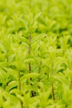 Mentha spicata 'Moroccan' (Marokkaanse munt)