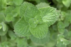 Mentha spicata 'Moroccan' (Marokkaanse munt)