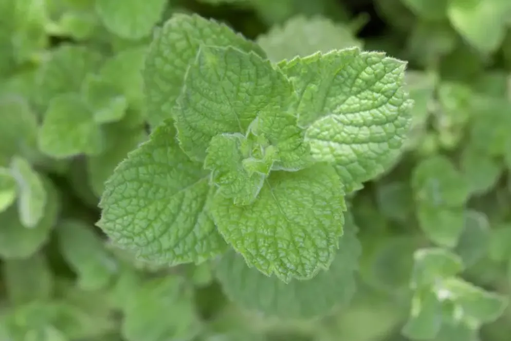 Mentha spicata 'Moroccan' (Marokkaanse munt)