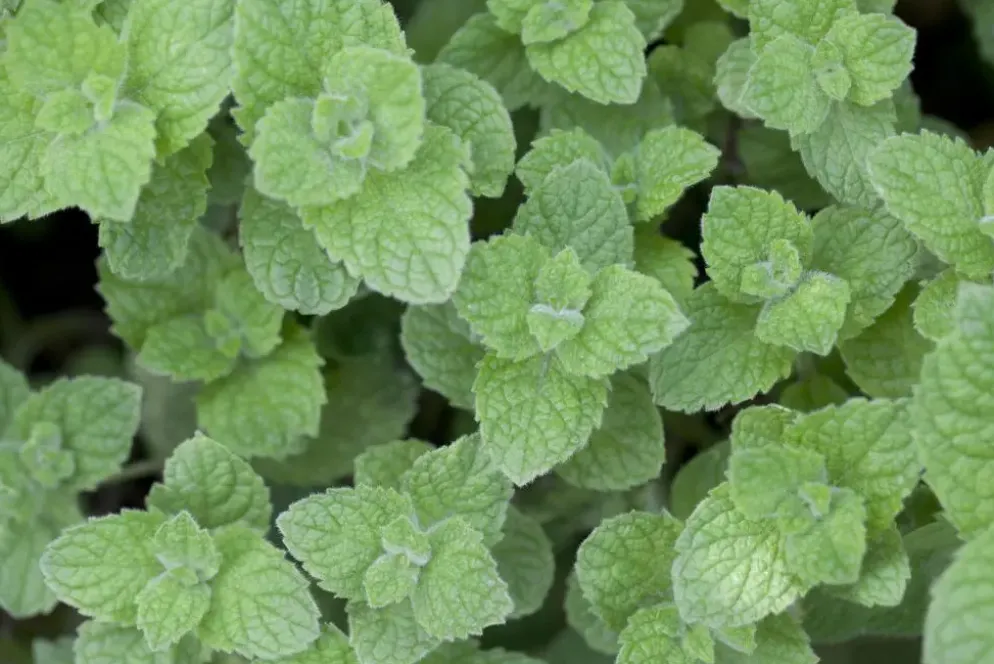 Mentha spicata 'Moroccan' (Marokkaanse munt)