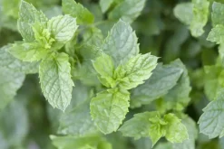 Mentha spicata 'Moroccan' (Marokkaanse munt)