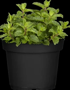 Mentha spicata 'Moroccan' (Marokkaanse munt)