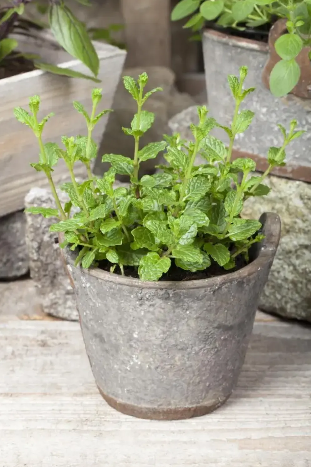 Mentha spicata 'Moroccan' (Marokkaanse munt)