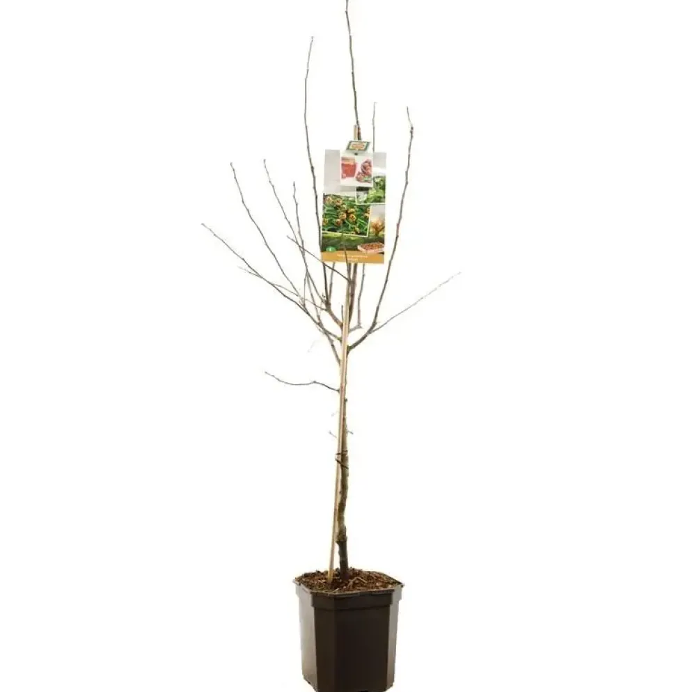 Mespilus germanica (Mispel) fruitplant 150cm