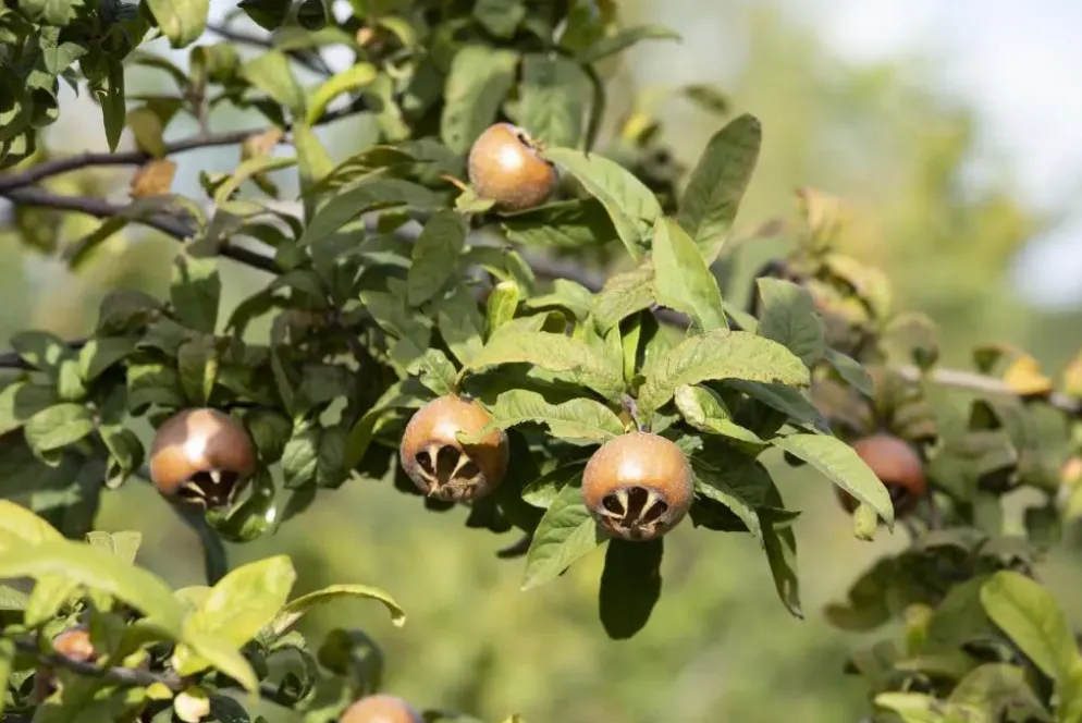 Mespilus germanica (Mispel) fruitplant 150cm