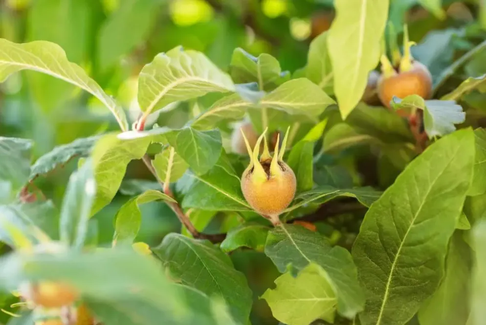 Mespilus germanica (Mispel) fruitplant 150cm