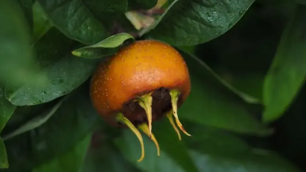 Mespilus germanica (Mispel) fruitplant 150cm