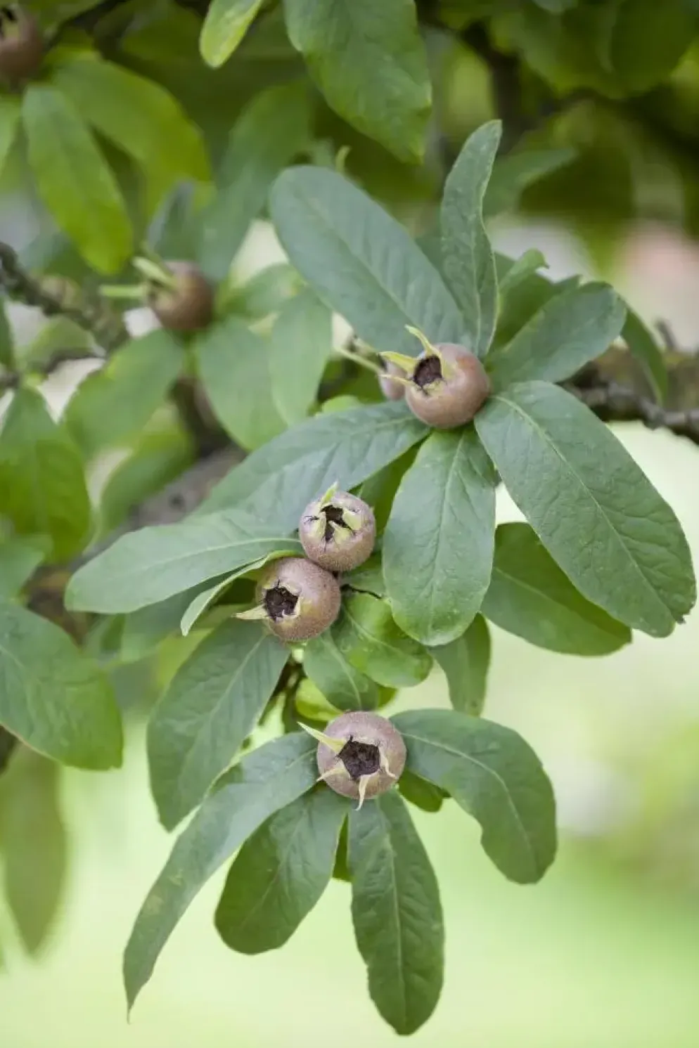 Mespilus germanica (Mispel) fruitplant 150cm