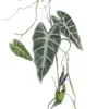 Mica Decorations kunst hangplant alocasia 115cm groen