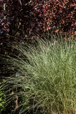Miscanthus sinensis 'Morning Light' (Prachtriet 'Morning Light')