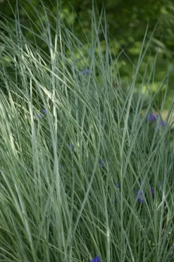 Miscanthus sinensis 'Morning Light' (Prachtriet 'Morning Light')