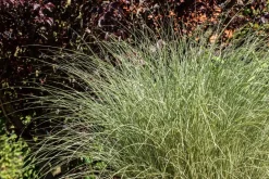 Miscanthus sinensis 'Morning Light' (Prachtriet 'Morning Light')
