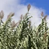 Miscanthus sinensis 'Variegatus' (Prachtriet 'Variegatus')