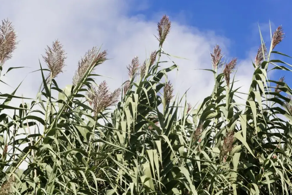 Miscanthus sinensis 'Variegatus' (Prachtriet 'Variegatus')