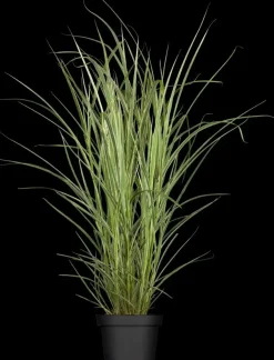 Miscanthus sinensis 'Variegatus' (Prachtriet 'Variegatus')