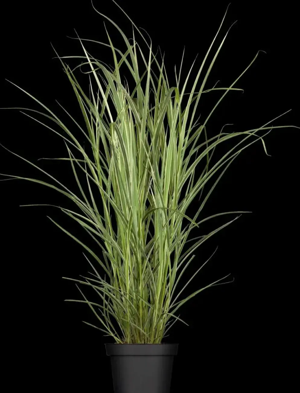 Miscanthus sinensis 'Variegatus' (Prachtriet 'Variegatus')