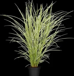 Miscanthus sinensis 'Variegatus' (Prachtriet 'Variegatus')