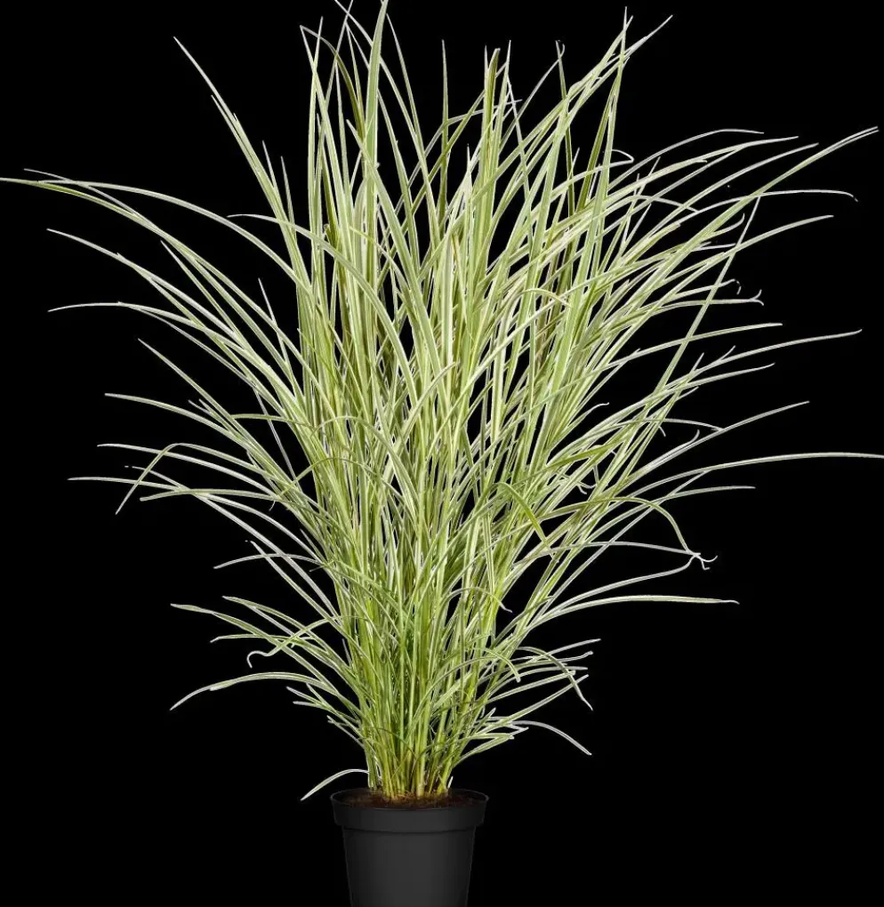 Miscanthus sinensis 'Variegatus' (Prachtriet 'Variegatus')