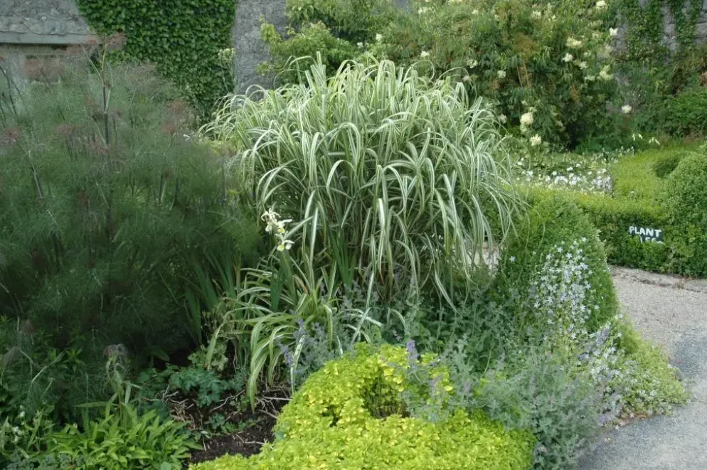 Miscanthus sinensis 'Variegatus' (Prachtriet 'Variegatus')
