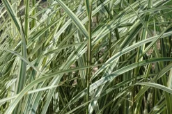 Miscanthus sinensis 'Variegatus' (Prachtriet 'Variegatus')